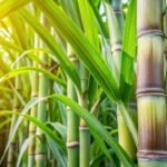 Sugarcane Farming