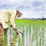 Rice Cultivation