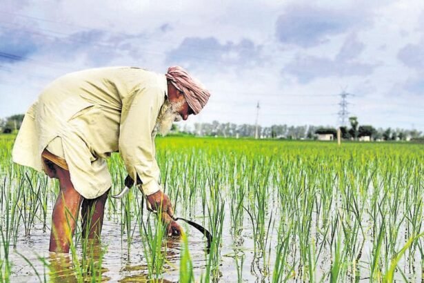 Rice Cultivation