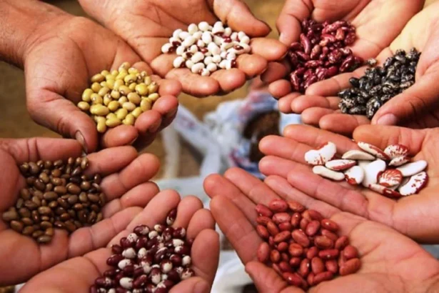 'भारत बीज'