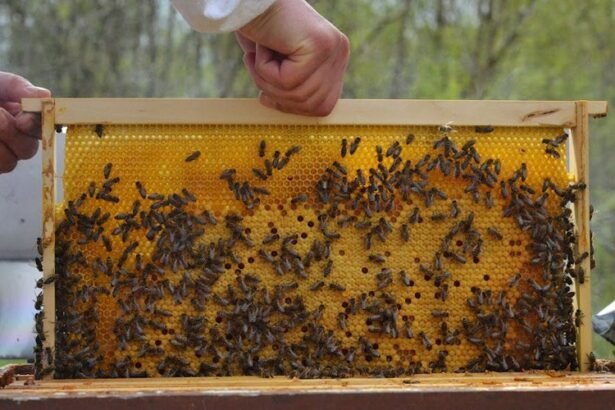 भावांतर भरपाई योजना के तहत शहद उत्पादन पर सरकारी सब्सिडी, मधुमक्खी पालन से किसानों की आय में बढ़ोतर
