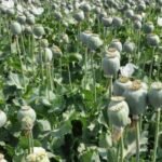 अफीम खेती पॉलिसी 2025-26 – मध्य प्रदेश, राजस्थान और उत्तर प्रदेश के किसानों को नए लाइसेंस