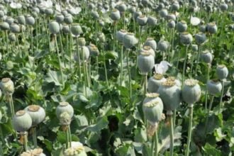 अफीम खेती पॉलिसी 2025-26 – मध्य प्रदेश, राजस्थान और उत्तर प्रदेश के किसानों को नए लाइसेंस