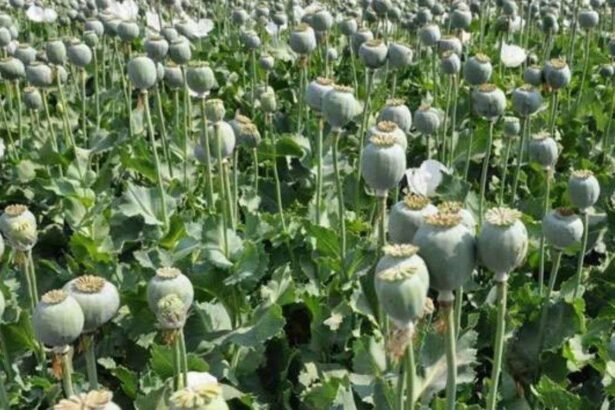 अफीम खेती पॉलिसी 2025-26 – मध्य प्रदेश, राजस्थान और उत्तर प्रदेश के किसानों को नए लाइसेंस