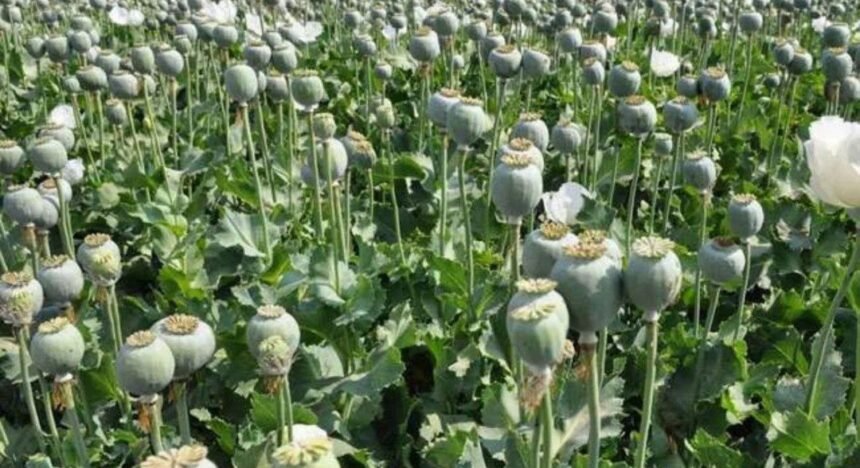 अफीम खेती पॉलिसी 2025-26 – मध्य प्रदेश, राजस्थान और उत्तर प्रदेश के किसानों को नए लाइसेंस