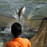 प्रधानमंत्री मत्स्य संपदा योजना के तहत आधुनिक मत्स्य पालन तकनीक से बढ़ता उत्पादन और किसानों की आय
