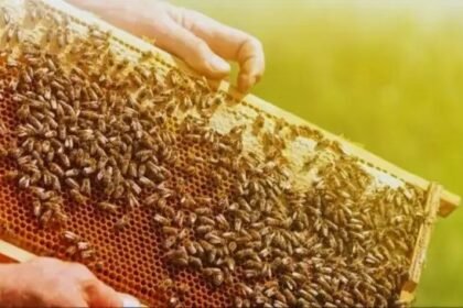 Beekeeping Training in Uttar Pradesh – योगी सरकार दे रही है किसानों को फ्री ट्रेनिंग और 40% सब्सिडी