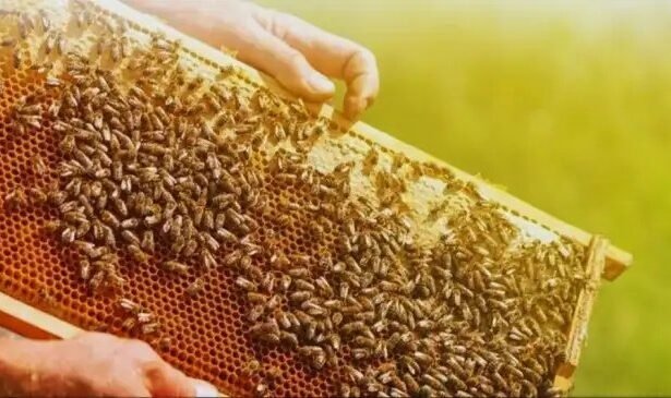 Beekeeping Training in Uttar Pradesh – योगी सरकार दे रही है किसानों को फ्री ट्रेनिंग और 40% सब्सिडी