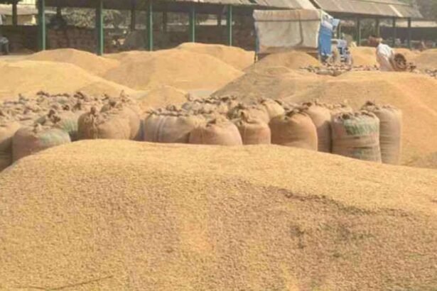 UP में 1 नवंबर से शुरू होगी धान की खरीद, किसानों को MSP पर फसल का पूरा दाम