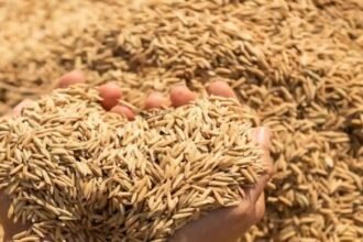 UP में धान खरीद 2025-26, MSP बढ़ा, किसानों को मिलेगा ज्यादा दाम