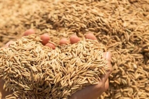 UP में धान खरीद 2025-26, MSP बढ़ा, किसानों को मिलेगा ज्यादा दाम