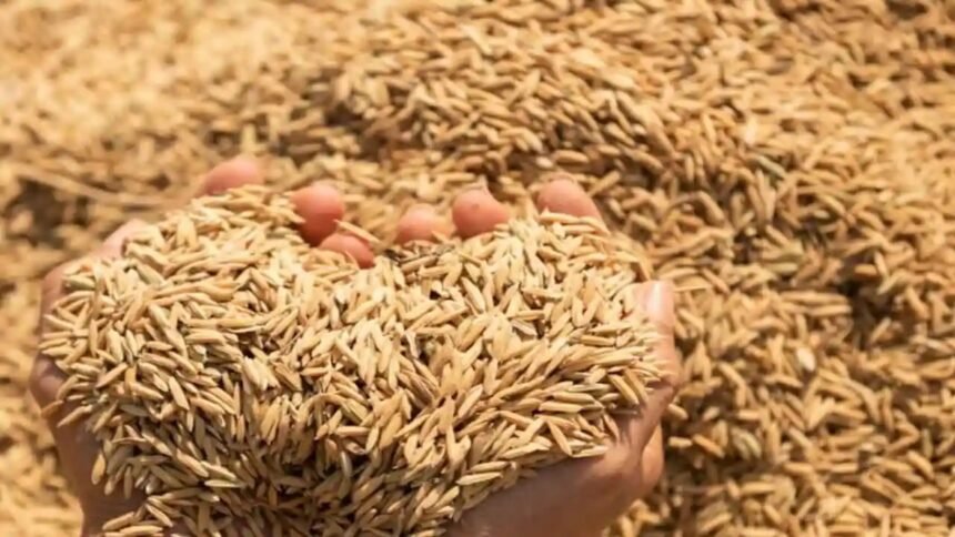UP में धान खरीद 2025-26, MSP बढ़ा, किसानों को मिलेगा ज्यादा दाम