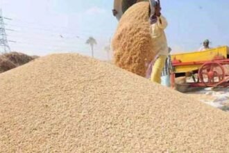 MSP: किसान गेहूं की कटाई करते हुए, हाथ में गेहूं का गट्ठा