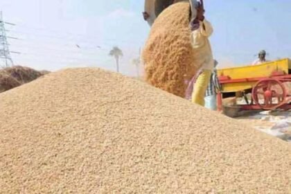 MSP: किसान गेहूं की कटाई करते हुए, हाथ में गेहूं का गट्ठा