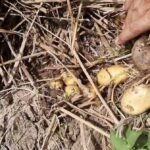 धान की पराली से जीरो टिलेज तकनीक द्वारा आलू की खेती करते किसान