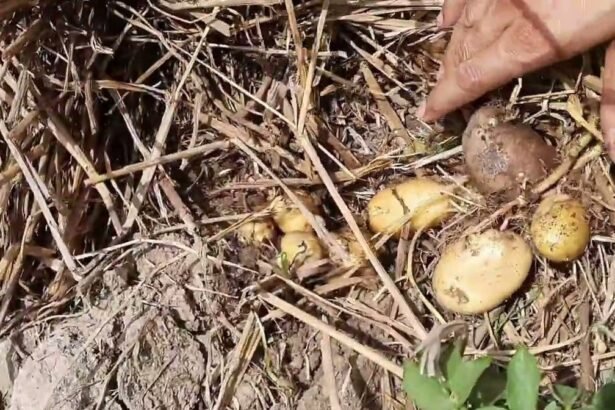 धान की पराली से जीरो टिलेज तकनीक द्वारा आलू की खेती करते किसान