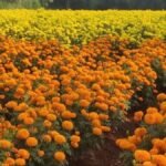 गेंदा फूल की खेती करने वाले किसान, बिहार सरकार की सब्सिडी योजना 2025 के तहत मालवाहक वाहन खरीदते हुए