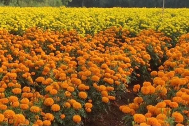 गेंदा फूल की खेती करने वाले किसान, बिहार सरकार की सब्सिडी योजना 2025 के तहत मालवाहक वाहन खरीदते हुए