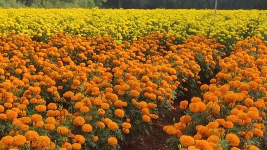 गेंदा फूल की खेती करने वाले किसान, बिहार सरकार की सब्सिडी योजना 2025 के तहत मालवाहक वाहन खरीदते हुए