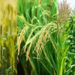 भारत में kharif 2025 फसल उत्पादन बढ़त—चावल, मक्का, तिलहन, दालें और गन्ने की रिकॉर्ड पैदावार की अनुमानित रिपोर्ट।