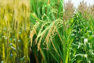 भारत में kharif 2025 फसल उत्पादन बढ़त—चावल, मक्का, तिलहन, दालें और गन्ने की रिकॉर्ड पैदावार की अनुमानित रिपोर्ट।