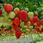 Hydroponic strawberry farming in India with greenhouse setup and nutrient water system