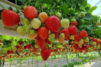 Hydroponic strawberry farming in India with greenhouse setup and nutrient water system