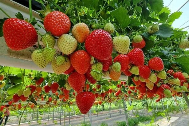 Hydroponic strawberry farming in India with greenhouse setup and nutrient water system