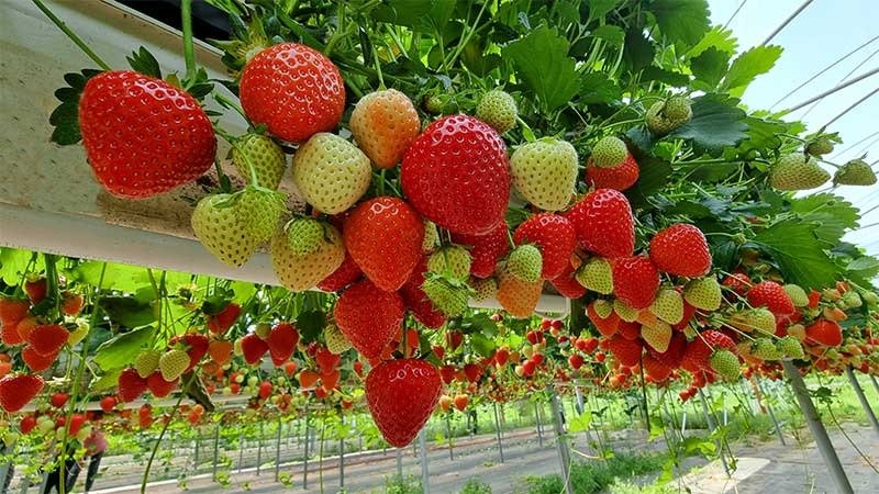 Hydroponic strawberry farming in India with greenhouse setup and nutrient water system