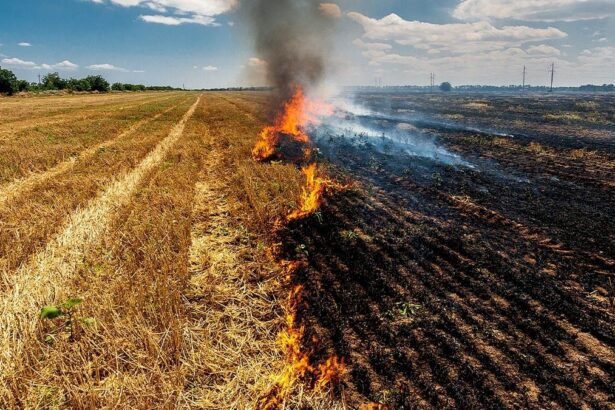 UP Government Parali Exchange Program – Farmers getting free organic manure in Uttar Pradesh