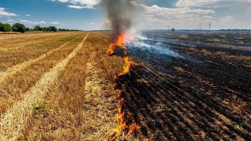 UP Government Parali Exchange Program – Farmers getting free organic manure in Uttar Pradesh
