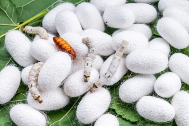 मध्य प्रदेश सरकार की रेशम समृद्धि योजना के तहत किसानों को मिलती आर्थिक सहायता