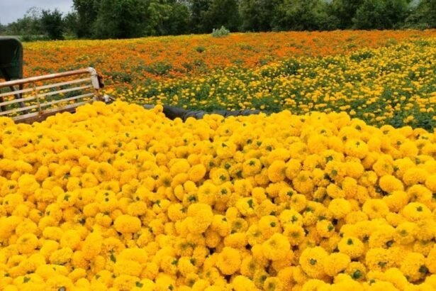 Marigold flower farming with government subsidy for farmers