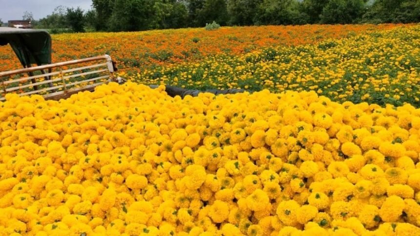 Marigold flower farming with government subsidy for farmers