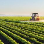 भारत में 2025 की रिकॉर्ड फसल और 2026 की कृषि नीतियों से जुड़ी खेती की दिशा दर्शाती तस्वीर