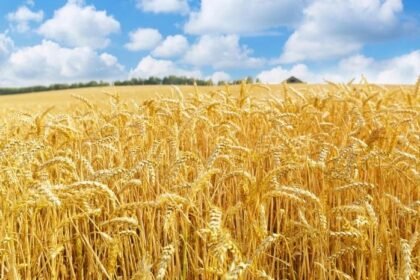 Record growth in Rabi season crop sowing across India with increased wheat, pulses and oilseeds cultivation