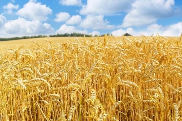 Record growth in Rabi season crop sowing across India with increased wheat, pulses and oilseeds cultivation