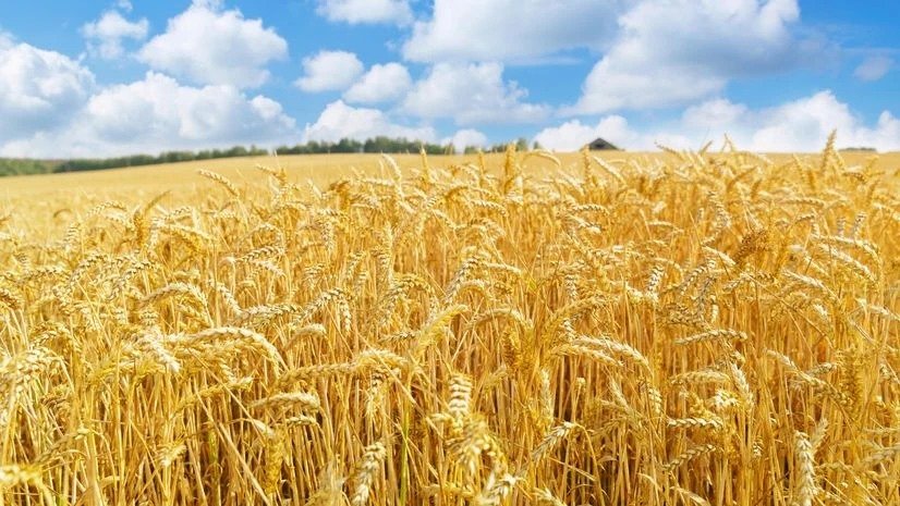 Record growth in Rabi season crop sowing across India with increased wheat, pulses and oilseeds cultivation