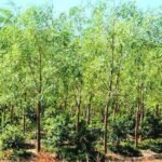 Red Sandalwood farming in India – Lal Chandan tree plantation as profitable long term investment for farmers