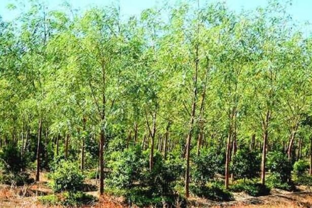 Red Sandalwood farming in India – Lal Chandan tree plantation as profitable long term investment for farmers