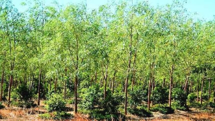 Red Sandalwood farming in India – Lal Chandan tree plantation as profitable long term investment for farmers