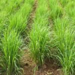 Lemongrass Farming helping small farmers earn more income in rural India
