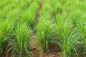Lemongrass Farming helping small farmers earn more income in rural India