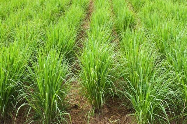 Lemongrass Farming helping small farmers earn more income in rural India