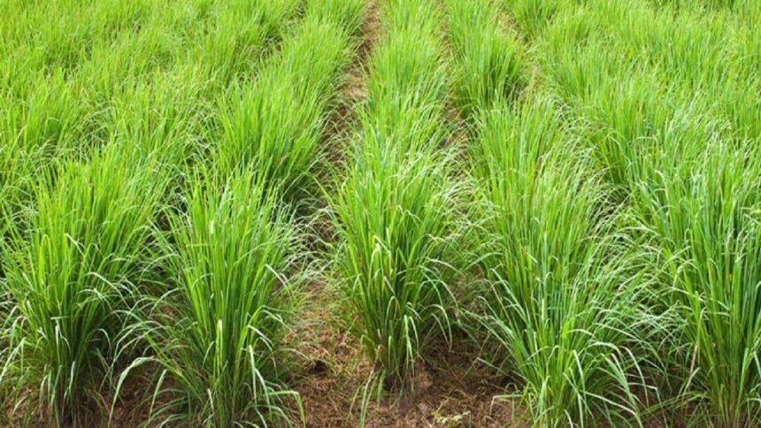 Lemongrass Farming helping small farmers earn more income in rural India