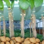 हवा में उगाए जा रहे आलू, एरोपोनिक्स तकनीक से तैयार रोग-मुक्त बीज