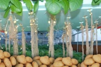 हवा में उगाए जा रहे आलू, एरोपोनिक्स तकनीक से तैयार रोग-मुक्त बीज