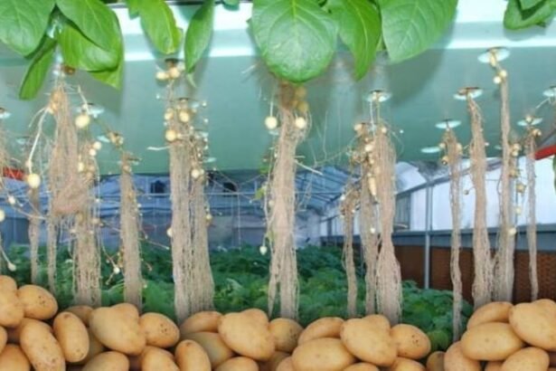 हवा में उगाए जा रहे आलू, एरोपोनिक्स तकनीक से तैयार रोग-मुक्त बीज