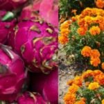 ड्रैगन फ्रूट और गेंदा फूल की खेती करते उत्तर प्रदेश के किसान