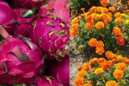 ड्रैगन फ्रूट और गेंदा फूल की खेती करते उत्तर प्रदेश के किसान